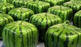 哪里都有中国人娱乐吃瓜,中国“吃瓜群众”的足迹